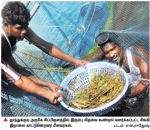 இரும்பு மிதவை கூண்டில் சிங்கி இறால் வளர்ப்பு﻿: சிப்பிகுளத்தில் சோதனை முயற்சி வெற்றி﻿