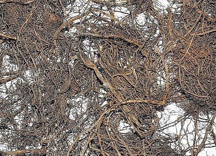 கிழக்கில் விரியும் கிளைகள் 15: பூப்பதை நிறுத்திய தாவரம்﻿