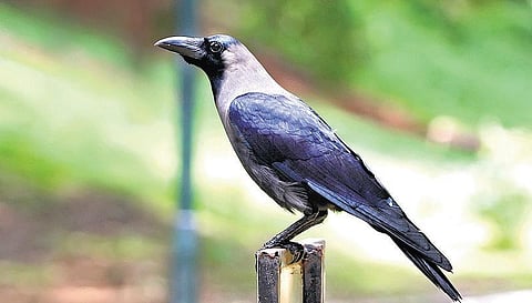 கா...கா...கா...﻿