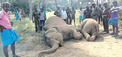 மின் வேலியில் சிக்கி 2 யானைகள் உயிரிழப்பு﻿