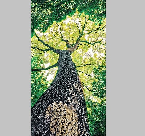 முன்னத்தி ஏர் 18: காட்டிடம் இருந்து கற்றுக்கொள்வோம்﻿