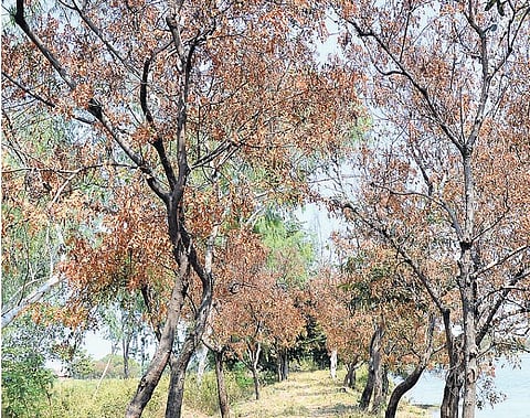 தமிழகத்தில் ‘தேயிலை கொசு’வுக்கு வேகமாக கருகும் வேப்ப மரங்கள்﻿: பாலைவனமாகும் சாலை, கல்லூரி வளாகங்கள்﻿