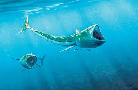 வாண்டு பாண்டு: புது தினுசா ஒரு மீனு!﻿﻿