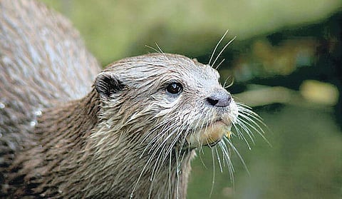 நெருக்கடியில் தத்தளிக்கும் மாயாறு நீர்நாய்கள்﻿