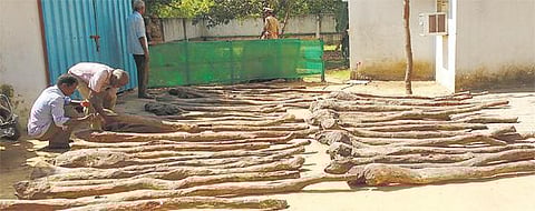 ரூ.8 லட்சம் மதிப்பிலான செம்மரக்கட்டைகள் பறிமுதல்﻿: கால்வாய் நீருக்கு அடியில் புதைத்து வைக்கப்பட்டிருந்தன