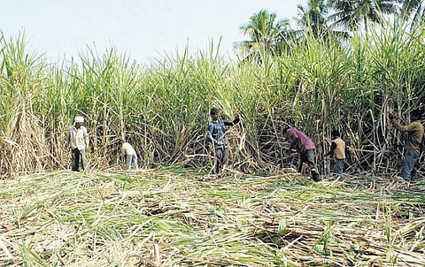பாதுகாக்கப்பட்ட உணவு மண்டலமாக காவிரி டெல்டாவை அறிவிக்க வேண்டும்﻿: விவசாயிகள் சங்க வாழ்வுரிமை மாநாட்டில் தீர்மானம்﻿
