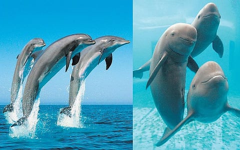 டால்பினும் கடற்பன்றியும் ஒன்றா?﻿﻿