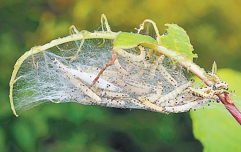 மாடித்தோட்ட பூச்சித் தாக்குதல் சமாளிப்பது எப்படி?﻿