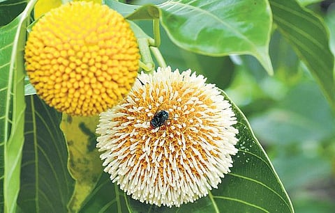 கிழக்கில் விரியும் கிளைகள் - 20: வெண்கடம்பும் செங்கடம்பும் வேறு வேறா?﻿