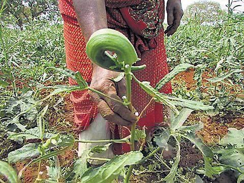 வெண்டைச் செடிகளில் பரவும் மொசைக் வைரஸ் நோய்﻿: நோய் எதிர்ப்பு சக்தியை உருவாக்க விஞ்ஞானிகள் ஆராய்ச்சி﻿