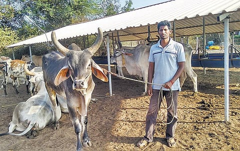 இப்போ நான் விவசாயி: எம்.பி.ஏ. படித்த மாட்டுக்கார வேலன்!﻿