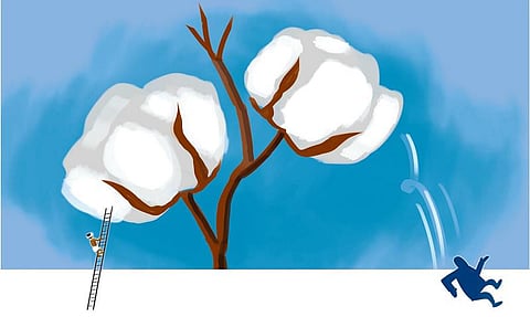 இந்தியாவிலிருந்து மான்சான்டோ வெளியேறுமா?﻿