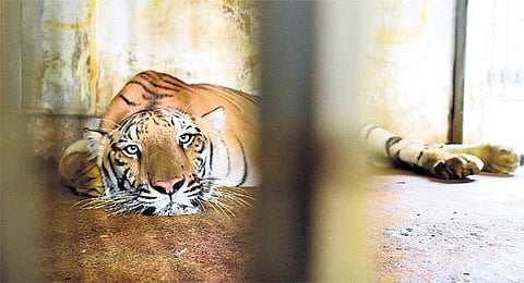 புலி நடமாட்டமுள்ள பகுதியில்﻿ பொதுத் தேர்வு எழுத போலீஸ் பாதுகாப்புடன் செல்லும் மாணவர்கள்﻿