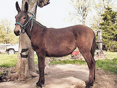 சாயலும் வித்தியாசமும்: குதிக்கும் கோவேறு கழுதை; குதிக்காத கழுதை!﻿