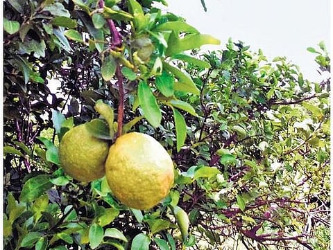 குறிப்புகள் பலவிதம்: எலுமிச்சை நல்லது!