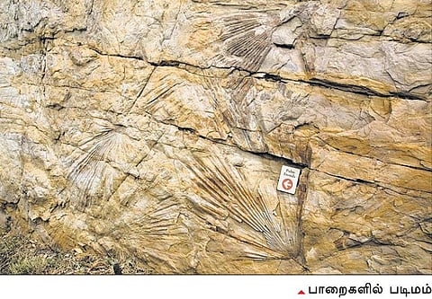 டைனோசர்கள் பதித்த காலடித் தடங்கள்!﻿