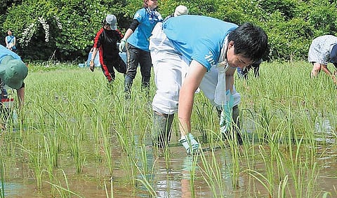 ஃபுகுஷிமாவில் இயற்கை விவசாயம்: சாதித்துக் காட்டிய மிசோ சுகேனோ﻿