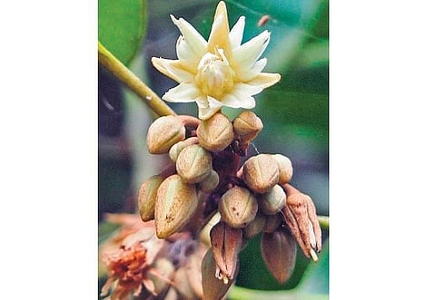 கிழக்கில் விரியும் கிளைகள் - 24: மயக்கும் மகிழ மணம்﻿