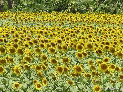 105 - அந்தியூர்