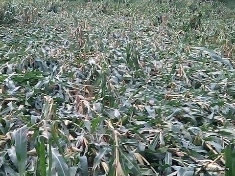 81 - கெங்கவள்ளி (தனி)