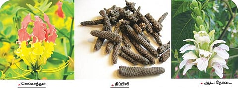 சித்த மருத்துவத்துக்கு நோபல் தகுதி உண்டா?﻿