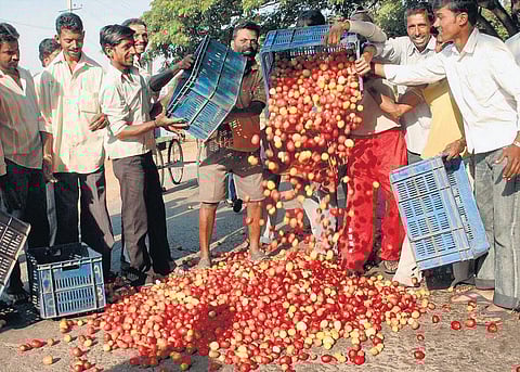 தக்காளி விலை வீழ்ச்சி: தடுக்க வழி இல்லையா?﻿