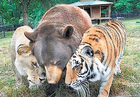 வாண்டு பாண்டு: கூண்டுக்குள் மலர்ந்த ஆஹா நட்பு!﻿