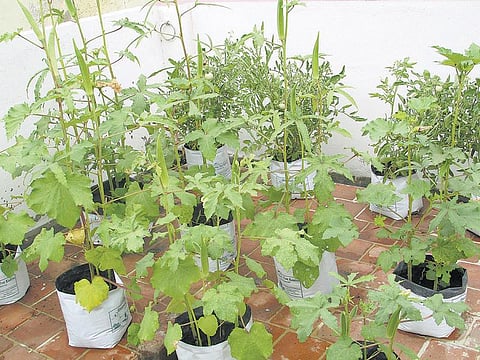 தாவரக் குழந்தைகளின் தந்தை﻿