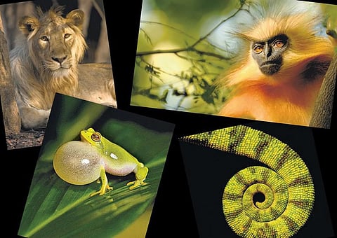 இயற்கைக்கும் நமக்கும்  இடையே ஒரு கேமரா! - காட்டுயிர் ஒளிப்படக் கலைஞர் கல்யாண் வர்மா நேர்காணல்﻿