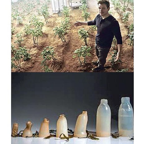 செவ்வாயில் உருளைக்கிழங்கு