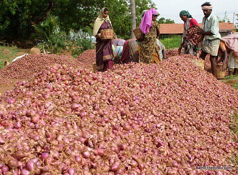 அதிக விளைச்சலால் வெங்காயம் விலை உயராது﻿