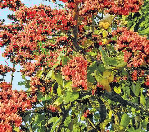 கிழக்கில் விரியும்  கிளைகள் 27: அரசனை நம்பி, கைவிடப்பட்ட புரசம்﻿