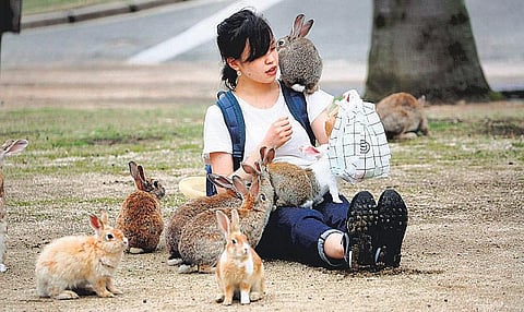 முயல்களுக்கென ஒரு தீவு!﻿