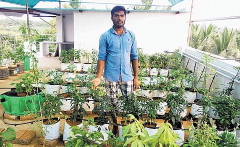 எப்போதும் பசுமையான மாடி!﻿