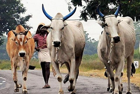 மகாராஷ்டிரா மாநிலத்தில்﻿ மாட்டிறைச்சி உண்பது குற்றமாகாது﻿: மும்பை உயர்நீதிமன்றம் தீர்ப்பு﻿