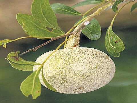 கிழக்கில் விரியும் கிளைகள் 29: மறக்கப்பட்ட ஓடுள்ள பழம்﻿