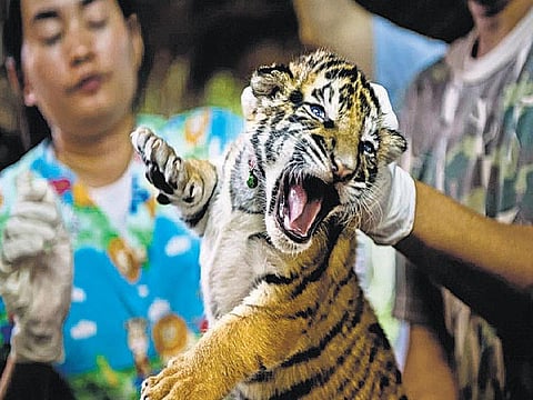 ‘அட்டை புலி’கள் நிஜமாகுமா?﻿