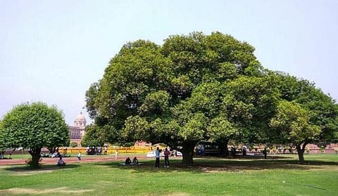 நாடாளுமன்றம் அருகே மரத்தில் தூக்கில் தொங்கிய நிலையில் ஒருவரின் சடலம் மீட்பு