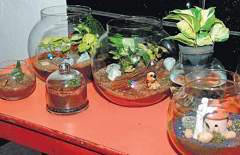 குடுவைக்குள் ஒரு காடு﻿