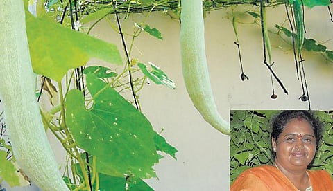 இப்போ நான் விவசாயி : பயிர்களைத் தேடும் பெண் டிடெக்டிவ்﻿