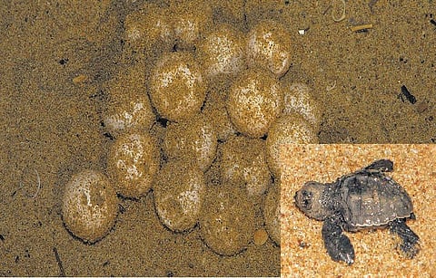 ஆமைகள் பிழைக்குமா, அழியுமா?