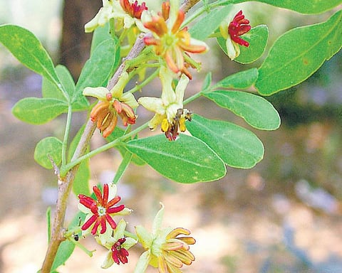 கிழக்கில் விரியும் கிளைகள் 31 -  ஊட்டம் தரும் உள்நாட்டு தாவரம்﻿