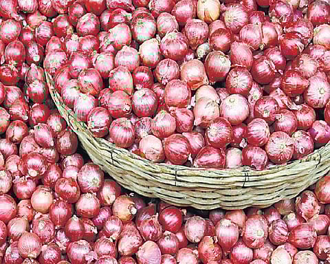 முன்னத்தி ஏர் 32 - வெங்காயச் சாகுபடியில் தனி முத்திரை﻿