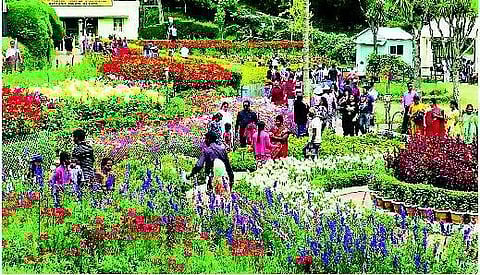 கொடைக்கானலில் பூத்துக்குலுங்கும் மலர்கள் மே 28, 29-ல் கோடைவிழா மலர் கண்காட்சி