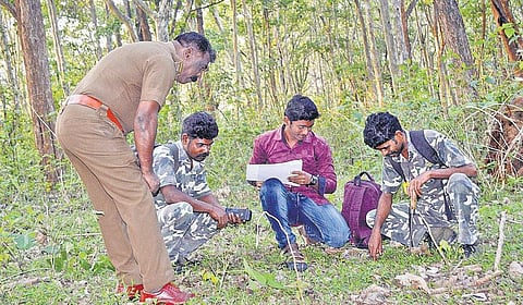 முதுமலை காப்பகத்தில் விலங்கு கணக்கெடுப்பு தொடக்கம்﻿