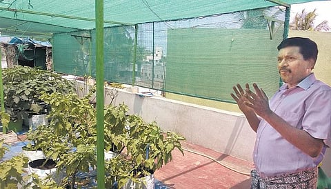 என் வீட்டுத் தோட்டத்தில்: கோவையில் கொடிகட்டும் மாடித் தோட்டங்கள்﻿