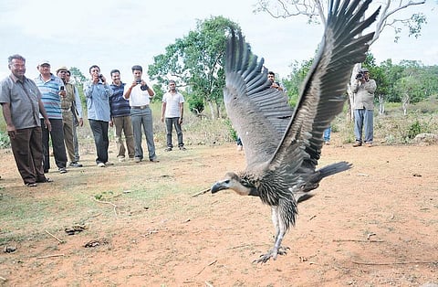மேற்குத் தொடர்ச்சி மலை நாயகன்﻿