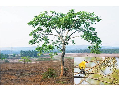 கிழக்கில் விரியும் கிளைகள் 32: பேரைக் கேட்டாலே ஒடிந்துவிடும் மரம்﻿