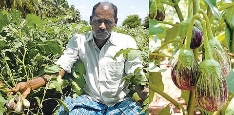 கூடுதல் லாபம் தரும் ‘சிம்ரன் கத்தரி ரகம்﻿