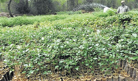 இன்று உலக சுற்றுச்சூழல் தினம்﻿: இலவச மரக்கன்றுகள் வழங்குவதன் நோக்கம் நிறைவேறியதா ?